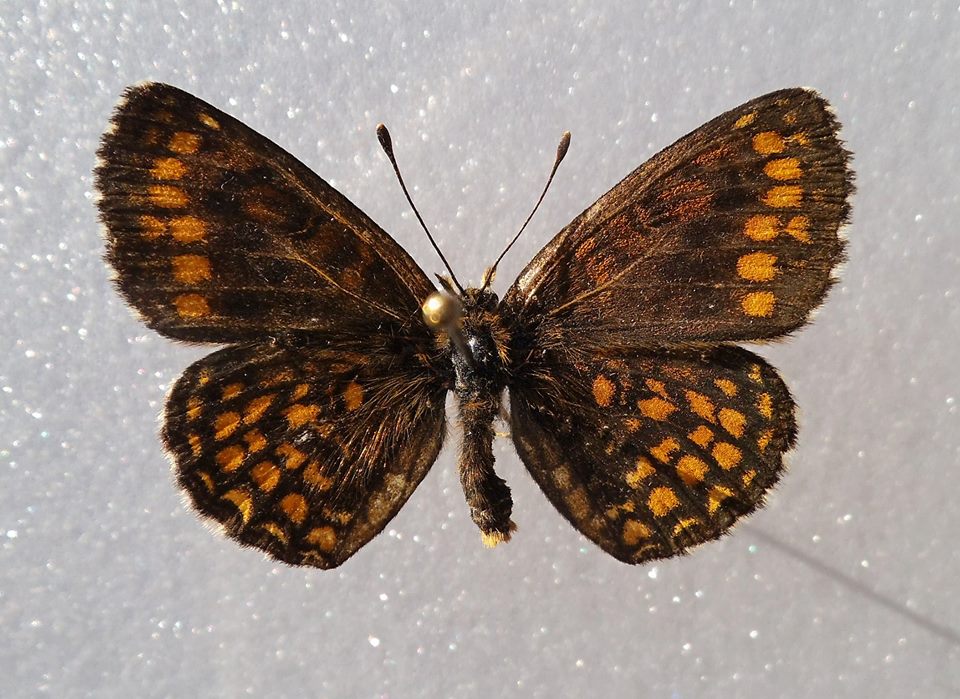 Melitaea athalia (aberrant, Lotoshinskyi distr., Moscow reg.) (Internet Image property of respective owner, non-commercial use only)